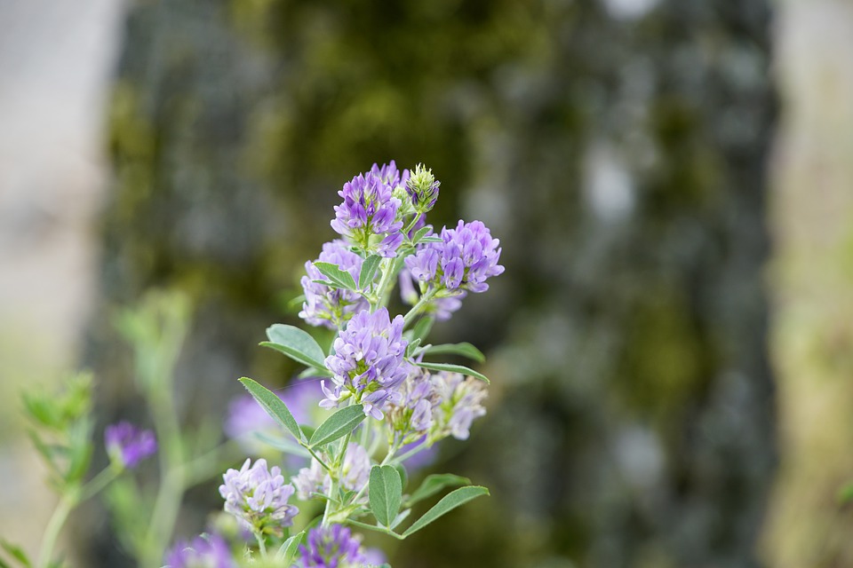 alfalfa-5373636_960_720
